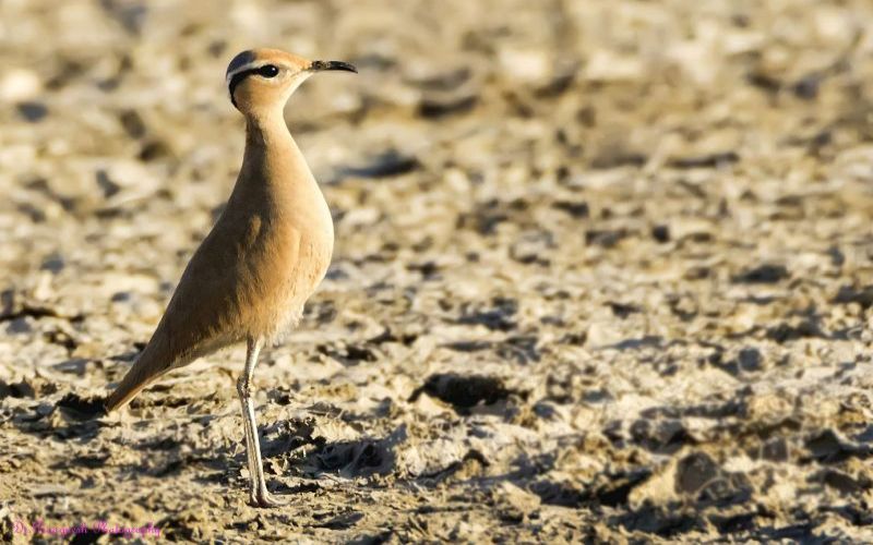 Cream-coloured Courser